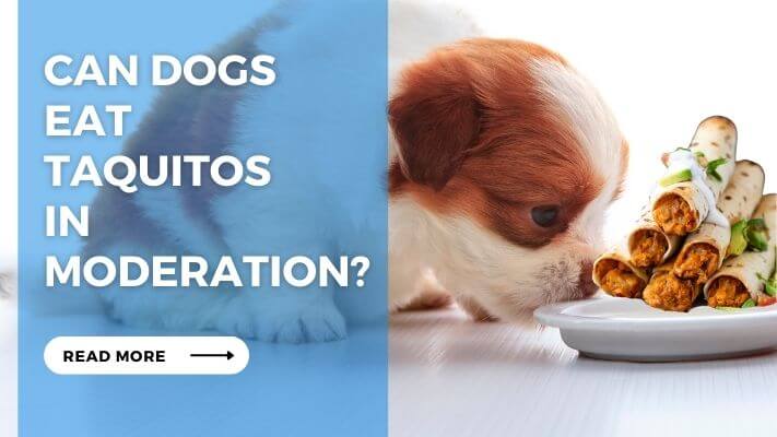 Can Dogs Eat Taquitos in Moderation