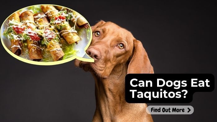 Can Dogs Eat Taquitos