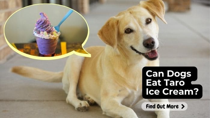 Can Dogs Eat Taro Ice Cream