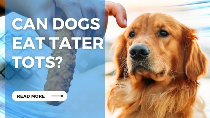 Can Dogs  Eat Tater  Tots