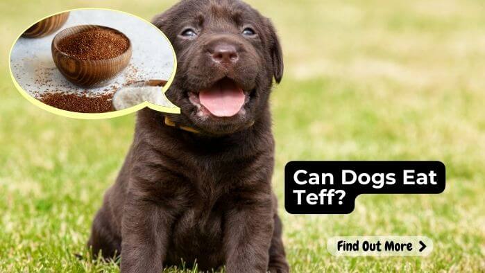 Can Dogs Eat Teff