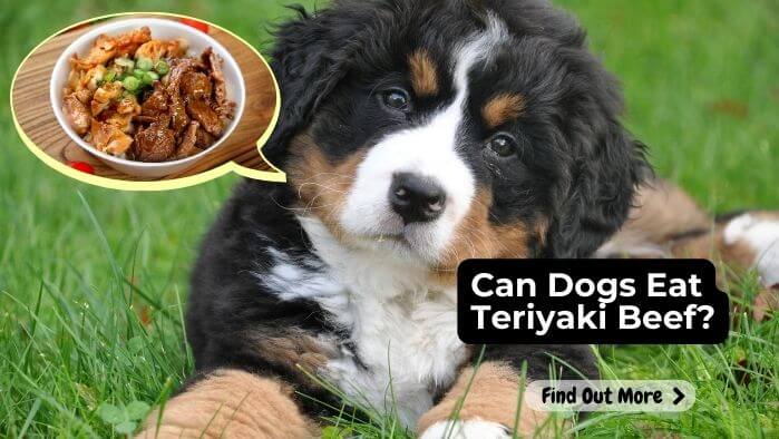 Can Dogs Eat Teriyaki Beef