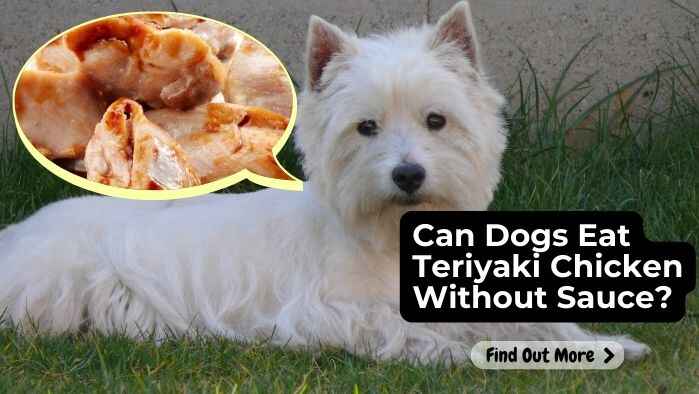 Can Dogs Eat Teriyaki Chicken Without Sauce