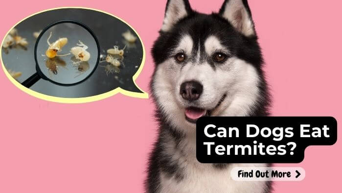 Can Dogs Eat Termites