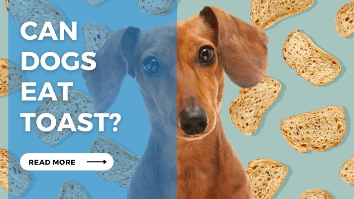 Can  Dogs  Eat  Toast