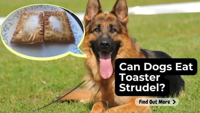 Can Dogs Eat Toaster Strudel