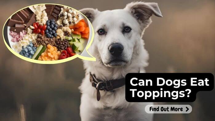 Can Dogs Eat Toppings