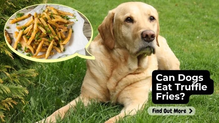 Can Dogs Eat Truffle Fries