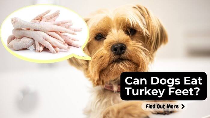 Can Dogs Eat Turkey Feet