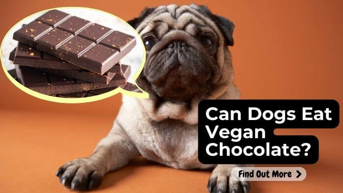 Can Dogs Eat Vegan Chocolate