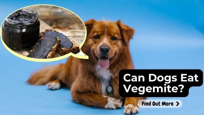 Can Dogs Eat Vegemite