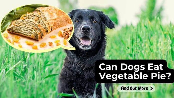 Can Dogs Eat Vegetable Pie
