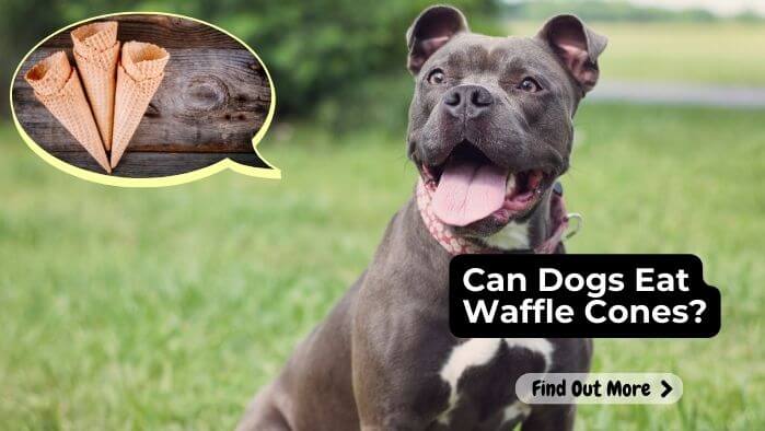 Can Dogs Eat Waffle Cones