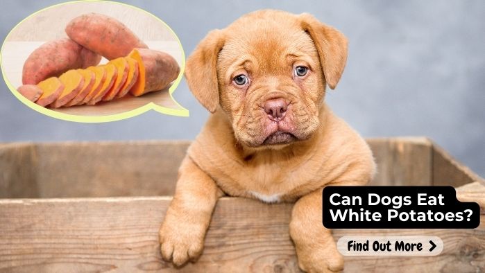 Can-Dogs-Eat-White-Potatoes