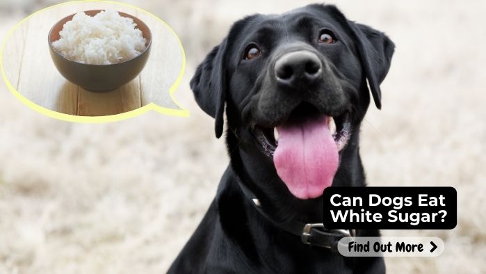 Can Dogs Eat White Sugar