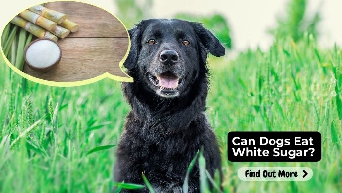Can Dogs Eat White Sugar