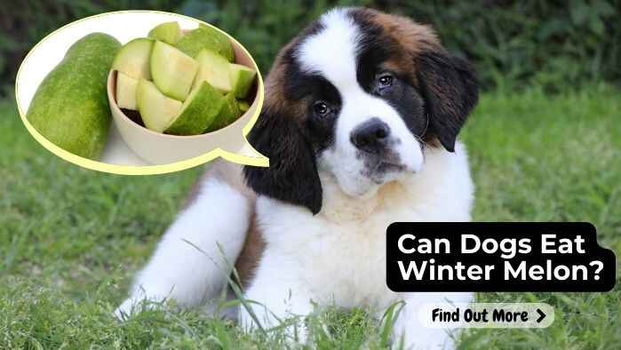 Can Dogs Eat Winter Melon