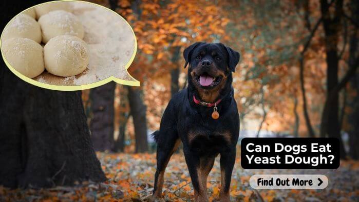 Can Dogs Eat Yeast Dough