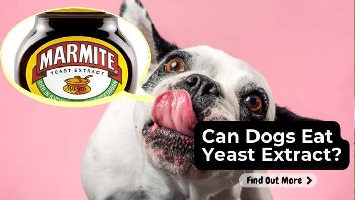 Can Dogs Eat Yeast Extract