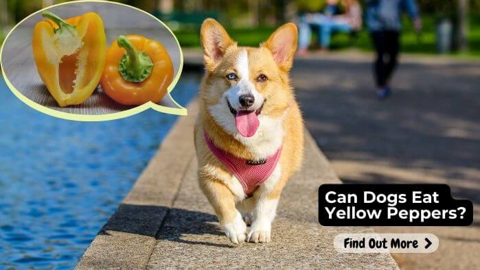 Can Dogs Eat Yellow Peppers