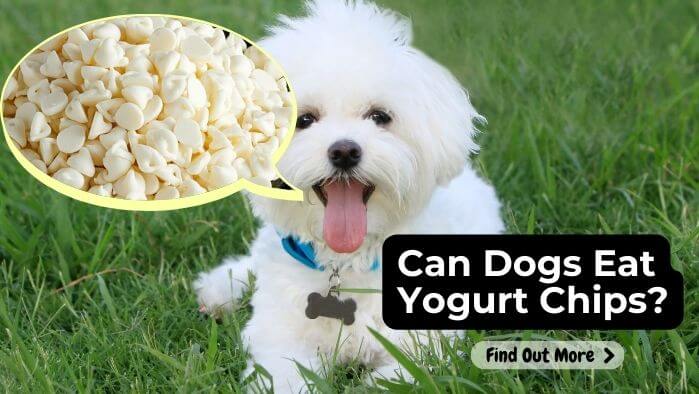 Can Dogs Eat Yogurt Chips