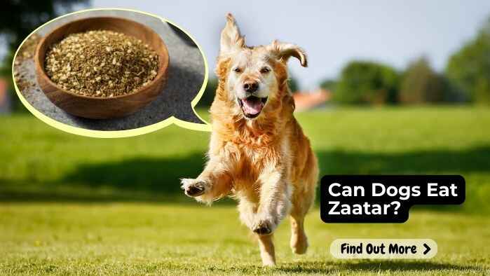 Can Dogs Eat Zaatar