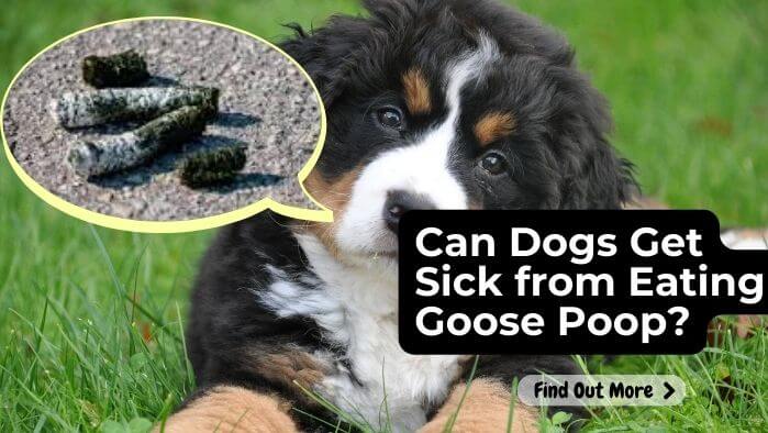 Can Dogs Get Sick from eating Goose Poop