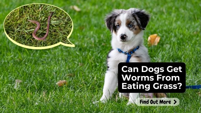 Can Dogs Get Worms From Eating Grass