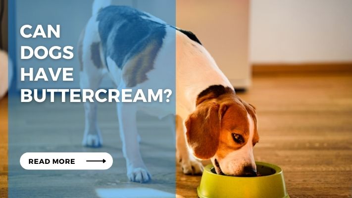 Can Dogs Have Buttercream?