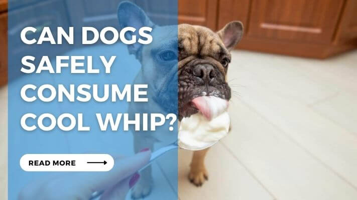 Can Dogs Safely Consume Cool Whip