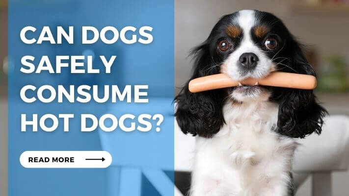 Can Dogs Safely Consume Hot Dogs