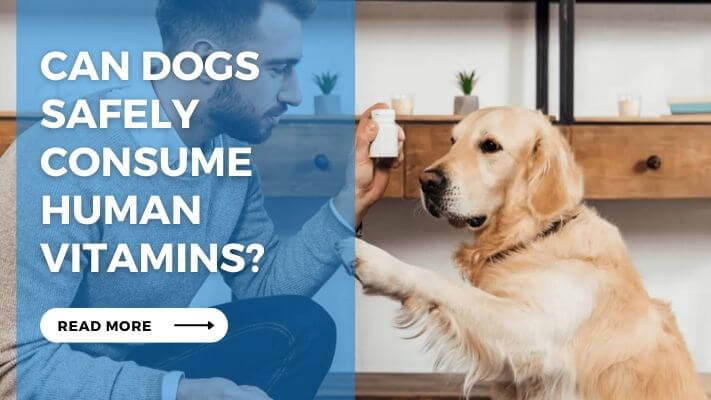 Can Dogs Safely Consume Human Vitamins