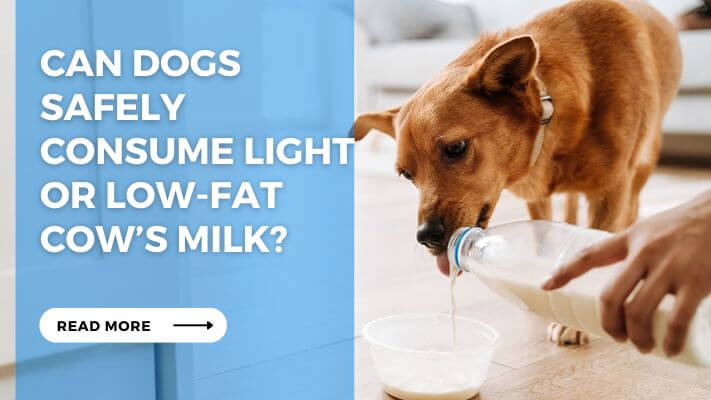 Can Dogs Safely Consume Light or Low-Fat Cow’s Milk