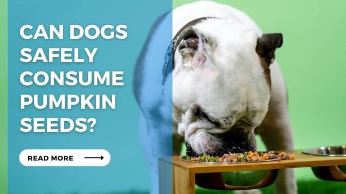 Can Dogs Safely Consume Pumpkin Seeds