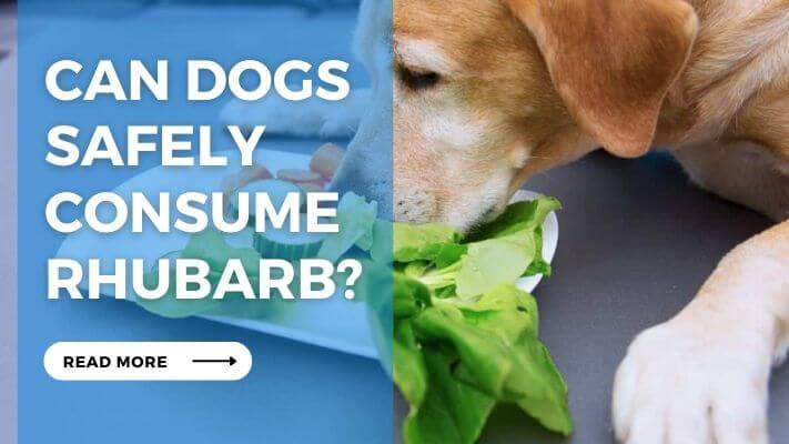 Can Dogs Safely Consume Rhubarb