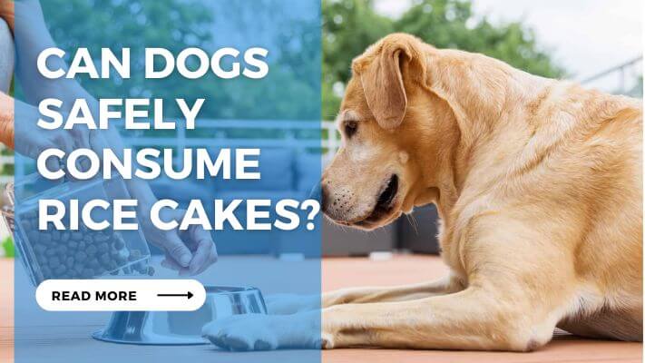 Can Dogs Safely Consume Rice Cakes