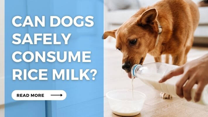 Can Dogs Safely Consume Rice Milk