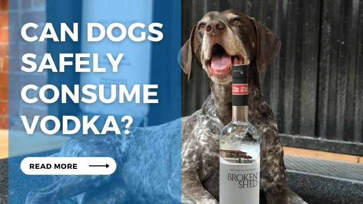 Can Dogs Safely Consume Vodka