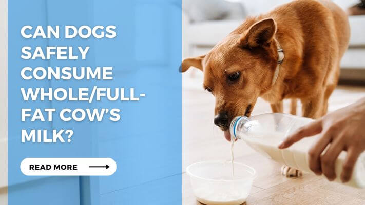 Can Dogs Safely Consume WholeFull-Fat Cow’s Milk