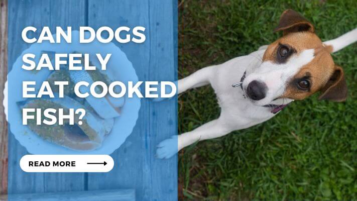 Can Dogs Safely Eat Cooked Fish