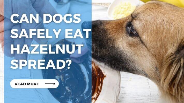 Can Dogs Safely Eat Hazelnut Spread