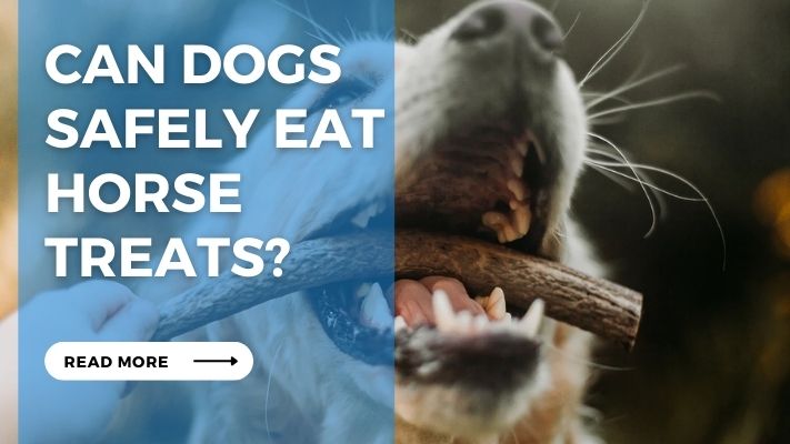 Can Dogs Safely Eat Horse Treats