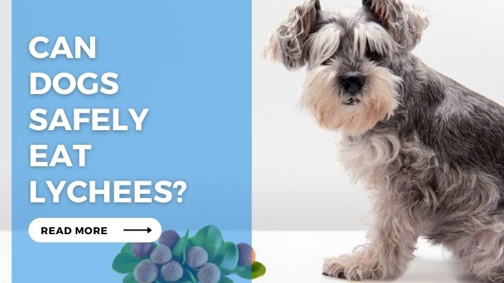 Can Dogs Safely Eat Lychees