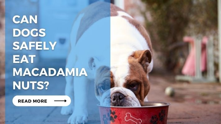 Can Dogs Safely Eat Macadamia Nuts