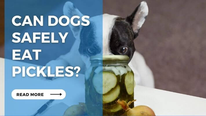 Can Dogs Safely Eat Pickles