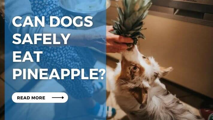 Can Dogs Safely Eat Pineapple
