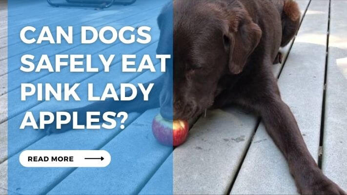 Can Dogs Safely Eat Pink Lady Apples