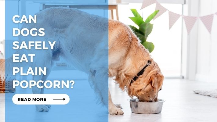 Can Dogs Safely Eat Plain Popcorn