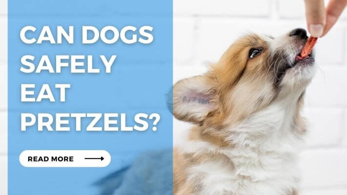 Can Dogs Safely Eat Pretzels