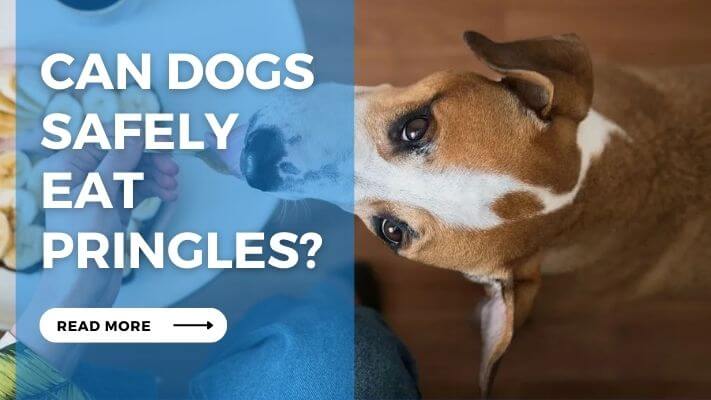 Can Dogs Safely Eat Pringles